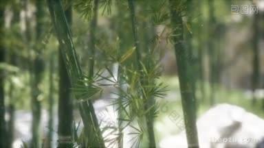 绿竹树林背景